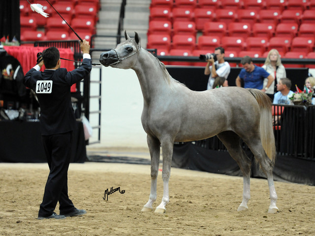2012 Arabian Breeders World Cup