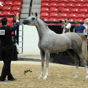 2012 Arabian Breeders World Cup