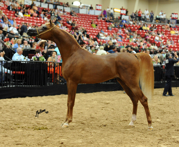 2012 Arabian Breeders World Cup