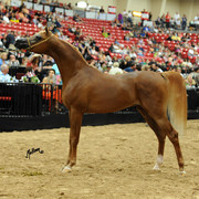 2012 Arabian Breeders World Cup