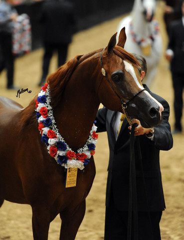 2012 Arabian Breeders World Cup