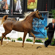 2012 Arabian Breeders World Cup