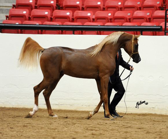 2012 Arabian Breeders World Cup