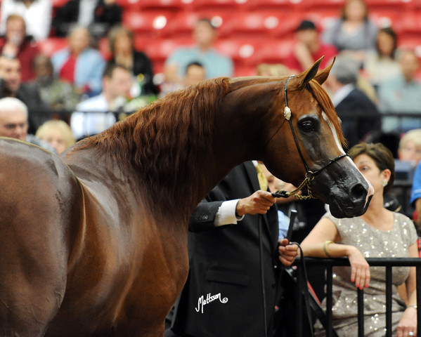 2012 Arabian Breeders World Cup