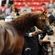2012 Arabian Breeders World Cup