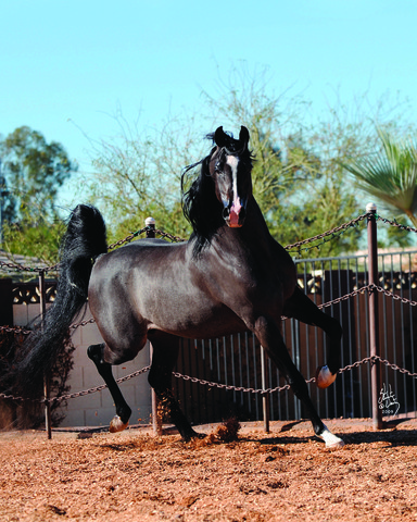 Hucks Connection V – Quality Without Question!