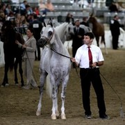 Frank Sponle & Al Hadiyah AA