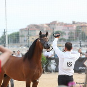 2012 Menton Arabian Horse Championships