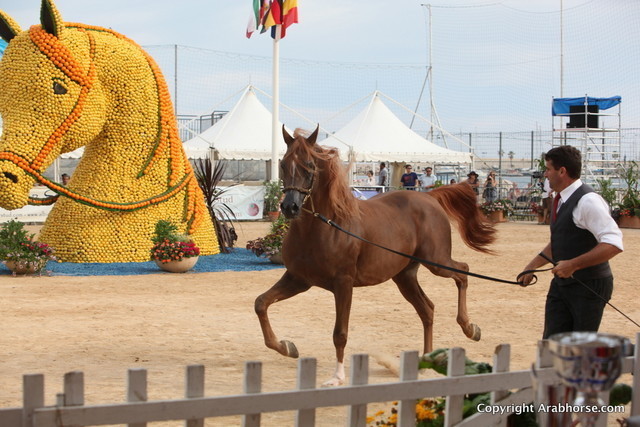 2012 Menton Arabian Horse Championships
