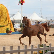 2012 Menton Arabian Horse Championships