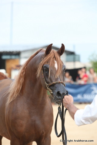 2012 Menton Arabian Horse Championships