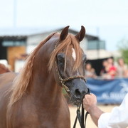 2012 Menton Arabian Horse Championships