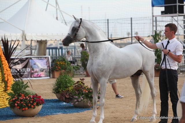 2012 Menton Arabian Horse Championships