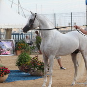 2012 Menton Arabian Horse Championships