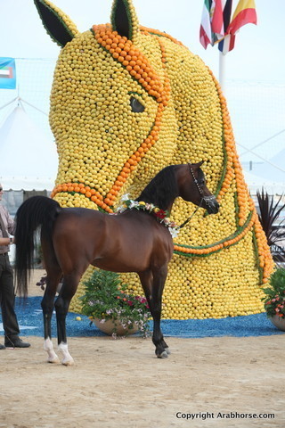 2012 Menton Arabian Horse Championships