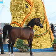 2012 Menton Arabian Horse Championships
