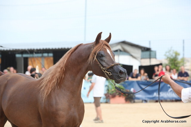 2012 Menton Arabian Horse Championships