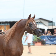 2012 Menton Arabian Horse Championships