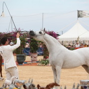2012 Menton Arabian Horse Championships