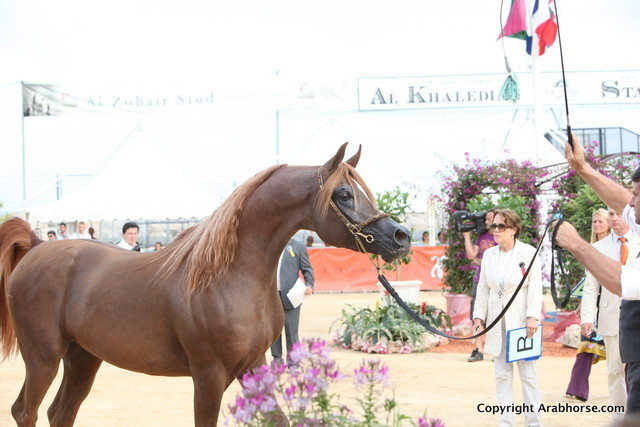 2012 Menton Arabian Horse Championships