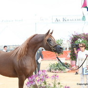 2012 Menton Arabian Horse Championships
