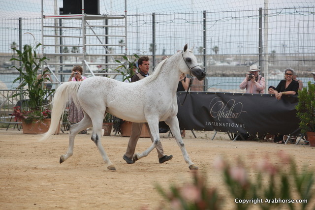 2012 Menton Arabian Horse Championships