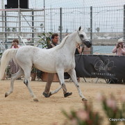 2012 Menton Arabian Horse Championships