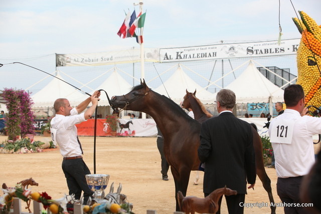 2012 Menton Arabian Horse Championships