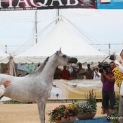 2012 Menton Arabian Horse Championships