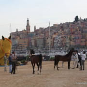2012 Menton Arabian Horse Championships