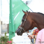 2012 Menton Arabian Horse Championships