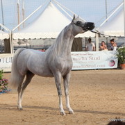 2012 Menton Arabian Horse Championships