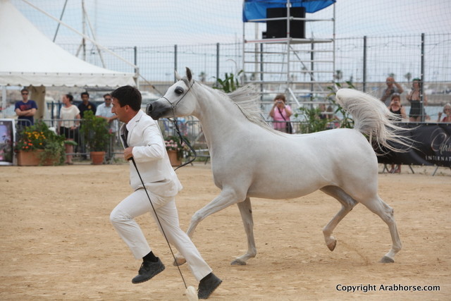 2012 Menton Arabian Horse Championships