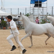 2012 Menton Arabian Horse Championships
