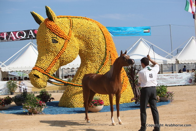 2012 Menton Arabian Horse Championships