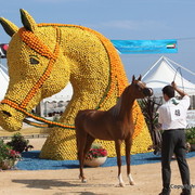 2012 Menton Arabian Horse Championships