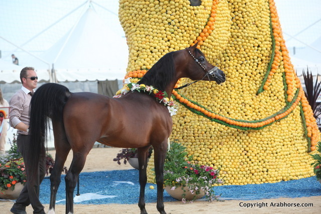 2012 Menton Arabian Horse Championships