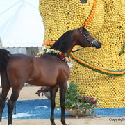 2012 Menton Arabian Horse Championships