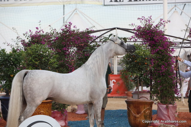 2012 Menton Arabian Horse Championships