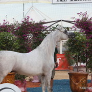 2012 Menton Arabian Horse Championships
