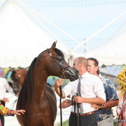 2012 Menton Arabian Horse Championships