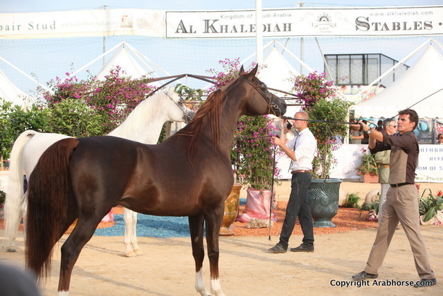 2012 Menton Arabian Horse Championships
