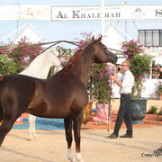 2012 Menton Arabian Horse Championships