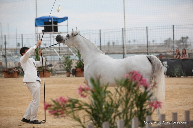 2012 Menton Arabian Horse Championships