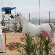 2012 Menton Arabian Horse Championships