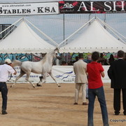2012 Menton Arabian Horse Championships