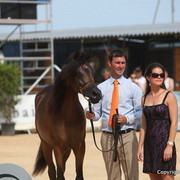 2012 Menton Arabian Horse Championships