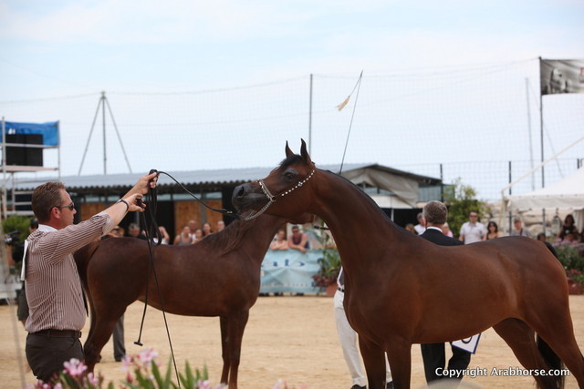 2012 Menton Arabian Horse Championships