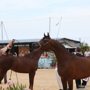 2012 Menton Arabian Horse Championships