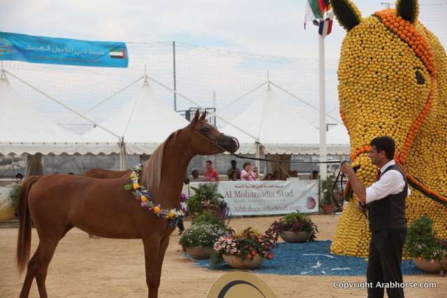 2012 Menton Arabian Horse Championships